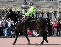 Metropolitan Police - Mounted Division (Buckingham Palace - England)